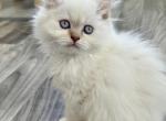 WILLOW - Minuet Kitten For Sale - Salem, OR, US