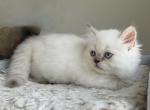 MOCHI - Minuet Kitten For Sale - Salem, OR, US