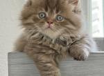 WAFFLE - Minuet Kitten For Sale - Salem, OR, US