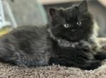 Lily - Minuet Kitten For Sale - Joplin, MO, US