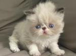 Lover Boy - Persian Kitten For Sale - 