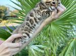 Mirris Spotted and Marbled Boys - Bengal Kitten For Sale - Corona, CA, US