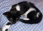 Kitler - Bombay Kitten For Sale - Glastonbury, CT, US