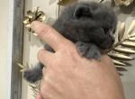 British Shorthair - British Shorthair Kitten For Sale - Westfield, MA, US