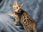 Winnie - Bengal Kitten For Sale - 