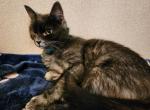 ZzZz - Munchkin Cat For Sale/Retired Breeding - Salyersville, KY, US