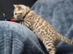 Tigger - Bengal Kitten For Sale - Boston, MA, US