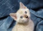 Eeyore - Bengal Kitten For Sale - Boston, MA, US