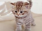 BRITISH SHORTHAIR KITTENS FOR SALE GIRL - British Shorthair Kitten For Sale - CT, US