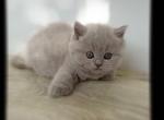 PURE BREED BRITISH SHORTHAIR KITTENS - British Shorthair Kitten For Sale - 