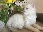 Sequim Tom - Scottish Straight Kitten For Sale - Sequim, WA, US