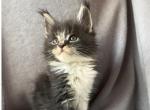 Аспен - Maine Coon Kitten For Sale - 