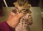 Mary's litter - Bengal Kitten For Sale - Spring Grove, PA, US