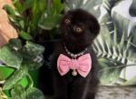 Monica - Scottish Fold Kitten For Sale - NY, US