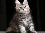 Dreemka - Maine Coon Kitten For Sale - Boston, MA, US