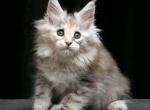 Grandeza - Maine Coon Kitten For Sale - Boston, MA, US