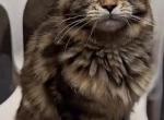 Clara - Maine Coon Kitten For Sale - 