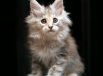 Grandeza - Maine Coon Kitten For Sale - Gurnee, IL, US