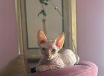 No names - Sphynx Kitten For Adoption - Westmont, IL, US