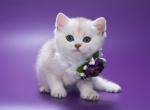 Agness - British Shorthair Kitten For Sale - Gurnee, IL, US