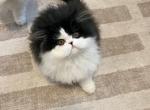 Black and white persian kitten - Persian Kitten For Sale - San Francisco, CA, US