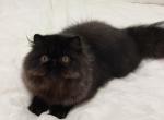 Black persian boy - Persian Cat For Sale - San Francisco, CA, US