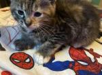 Unnamed - Domestic Kitten For Sale - 