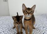 Kitten A4 - Abyssinian Kitten For Sale - Brooklyn, NY, US