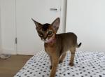 Kitten B4 - Abyssinian Kitten For Sale - Brooklyn, NY, US