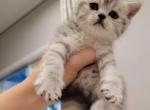 lucky - Scottish Straight Kitten For Sale - Commerce City, CO, US