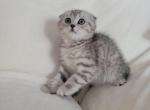 Make - Scottish Fold Kitten For Sale - Commerce City, CO, US