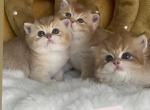 Mochaa - British Shorthair Kitten For Sale - Houston, TX, US