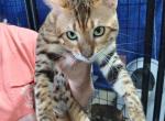 Billy - Bengal Kitten For Sale/Service - 