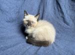 Uno - Balinese Kitten For Sale - Silver Lake, IN, US