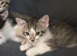 Mustachio baby girl baby kodak - Domestic Kitten For Adoption - Santa Clarita, CA, US