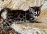 Charcoal Bengals - Bengal Kitten For Sale - 