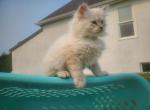 Siberian Kitten - Siberian Kitten For Sale - 