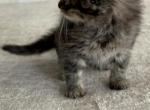 Maine coons - Maine Coon Kitten For Sale - 