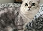 British Shorthair Male - British Shorthair Kitten For Sale - Gurnee, IL, US