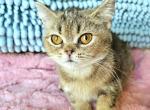 Lola - British Shorthair Kitten For Sale - New York, NY, US