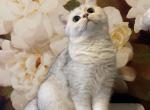 Laura - British Shorthair Kitten For Sale - Philadelphia, PA, US