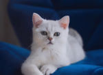 Diamond - Scottish Straight Kitten For Sale - 