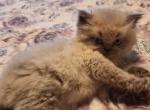 Butterflys Kittens September - Persian Kitten For Sale - Worcester, MA, US