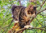 Baloo - Kurilian Bobtail Kitten For Sale - Ann Arbor, MI, US