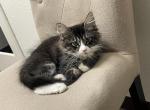 BoB - Maine Coon Kitten For Sale - San Diego, CA, US