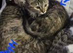 Poppy and Tip  must stay together - Munchkin Cat For Sale - Maryville, TN, US