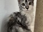 Angel - Maine Coon Kitten For Sale - San Antonio, TX, US