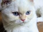 Reserved Finn British Shorthair red point - British Shorthair Kitten For Sale - Cleveland, OH, US