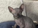 Buddy - Sphynx Kitten For Sale - Chicago, IL, US