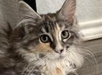 Cora - Maine Coon Kitten For Sale - 